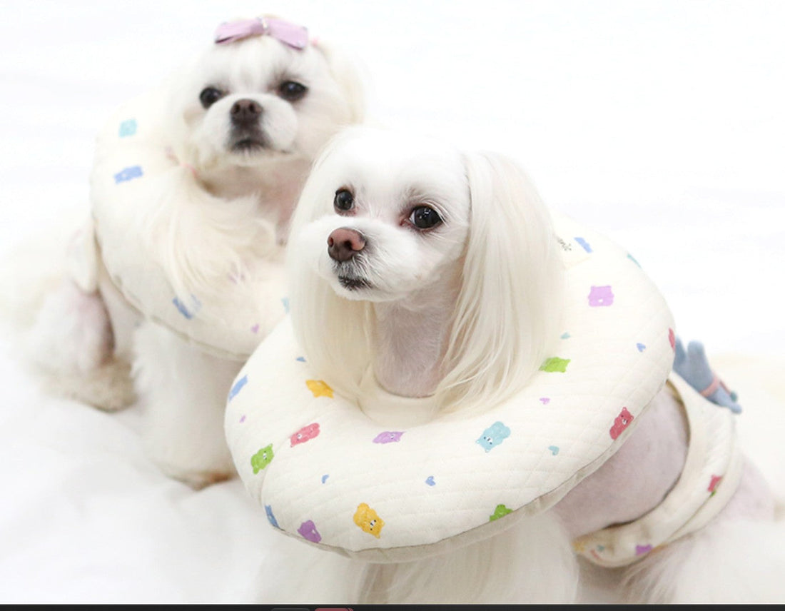 Collarín Acolchado para Perros Pequeños: Una Alternativa Más Cómoda al Isabelino