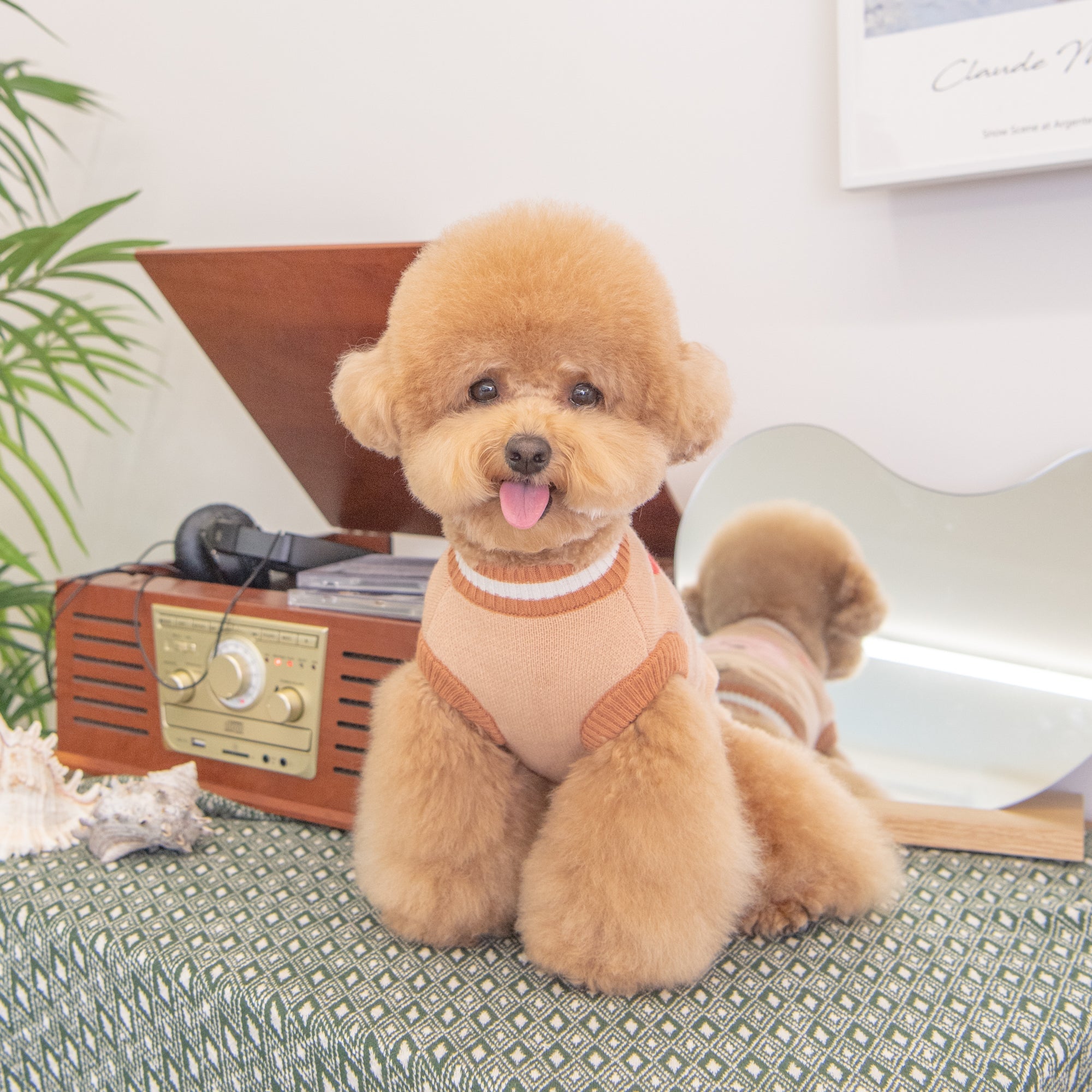 Ropa para Perros: ¿Moda o Necesidad? Descubre Cuándo y Cómo Abrigar a tu Mascota
