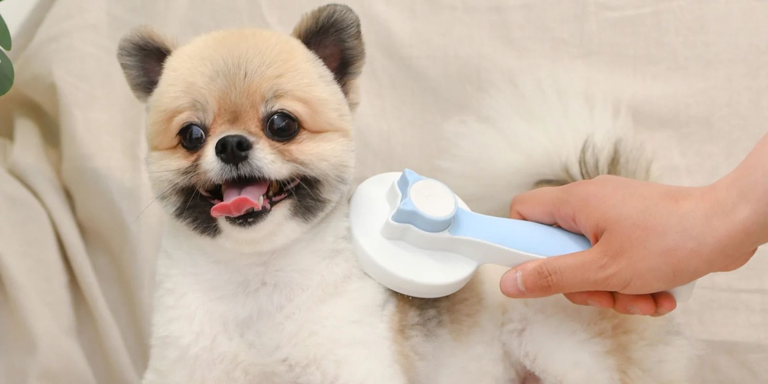 Cómo cepillar correctamente a tu perro