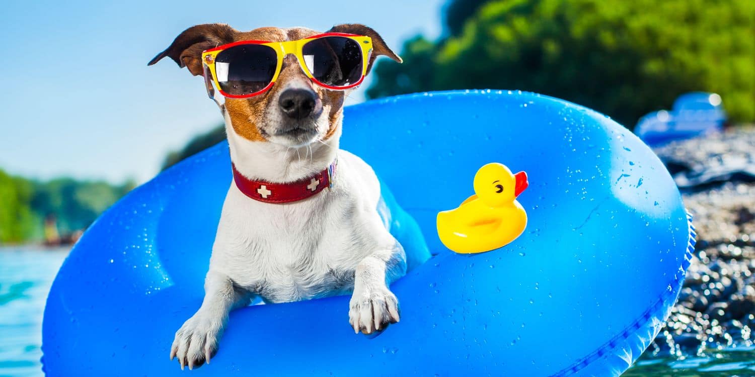 Cómo proteger a tu perro del calor durante el verano