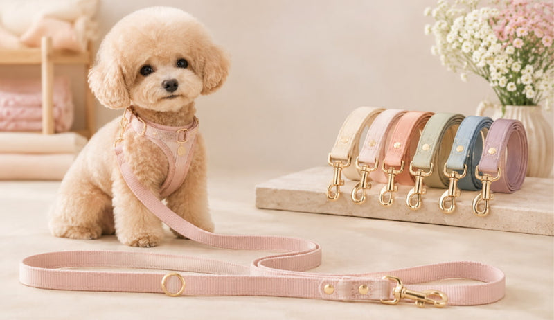 correas para perros