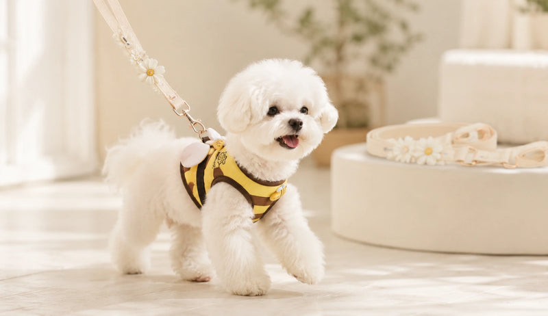 Correas para perros pequeños Kangachi