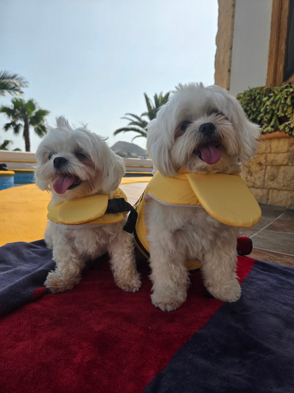 Chaleco Salvavidas Abeja Guardiana con Asa de Rescate para Perro