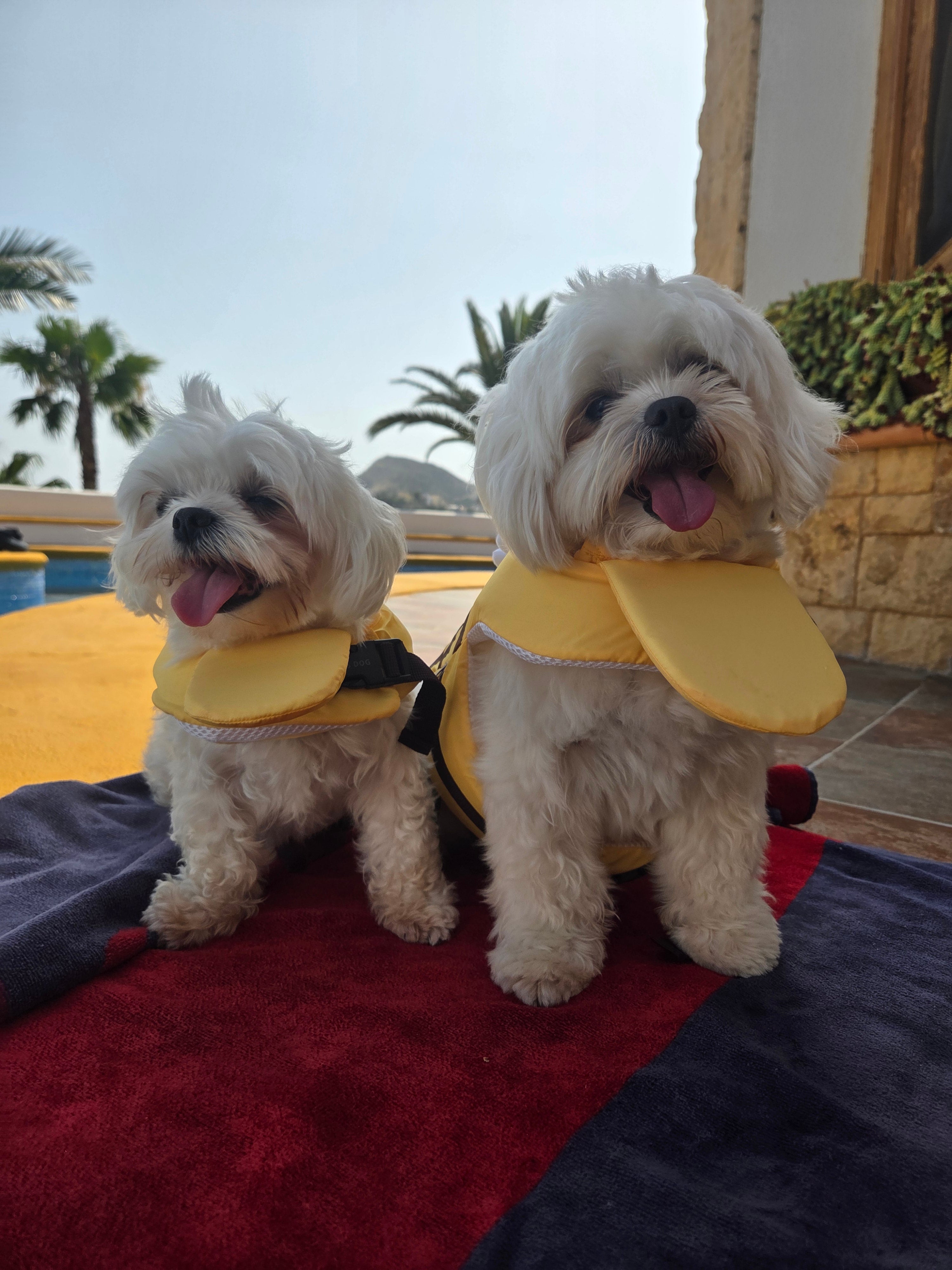 Chaleco Salvavidas Abeja Guardiana con Asa de Rescate para Perro