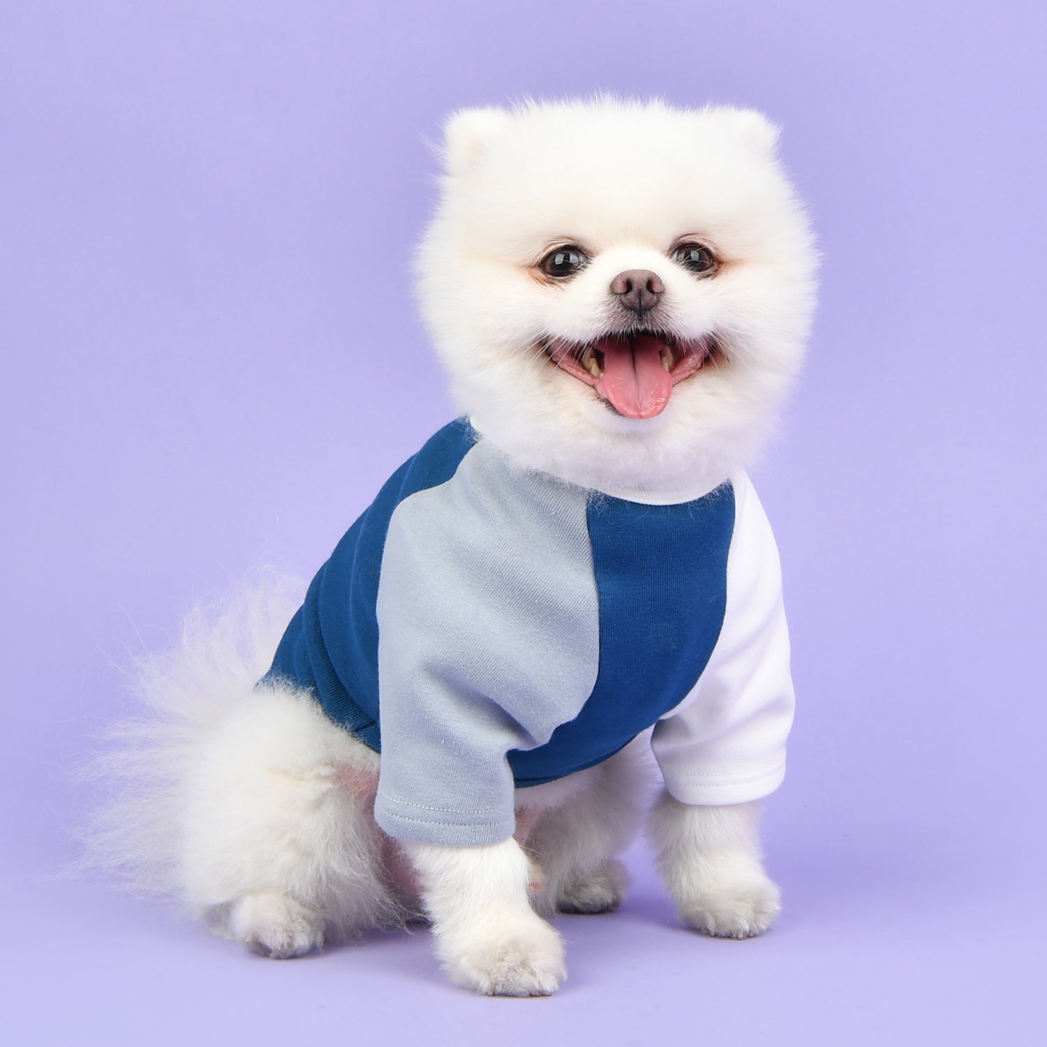 Camiseta Básica Tricolor 100% Algodón para Perro