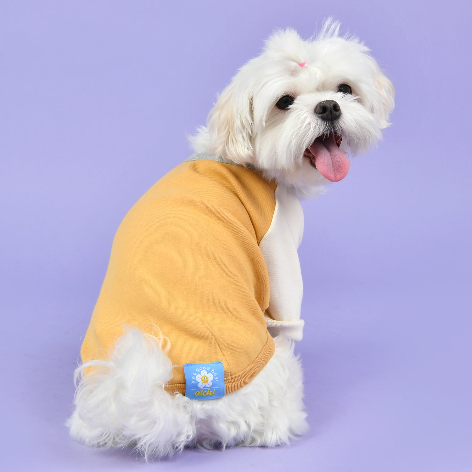 Camiseta Básica Tricolor 100% Algodón para Perro