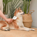 Cepillo de Púas Flexibles para Perro con Piel Sensible
