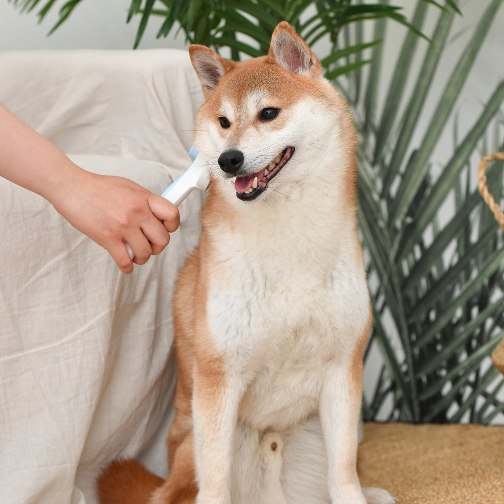 Cepillo de Púas Flexibles para Perro con Piel Sensible
