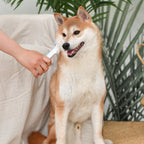 Cepillo de Púas Flexibles para Perro con Piel Sensible