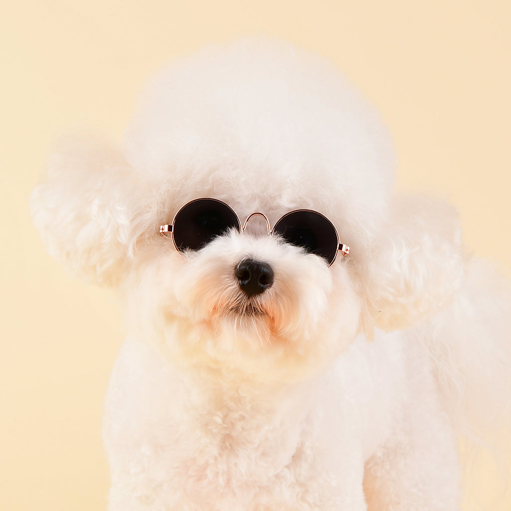 Gafas Redondas Negras para Perro