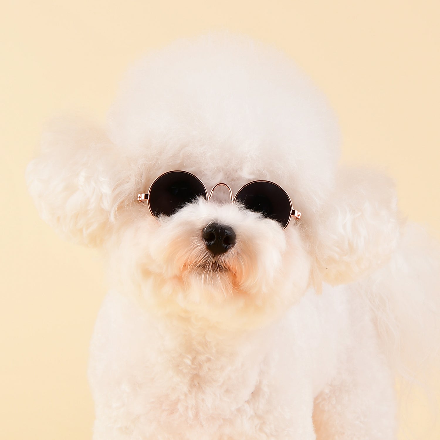 Gafas Redondas Negras para Perro