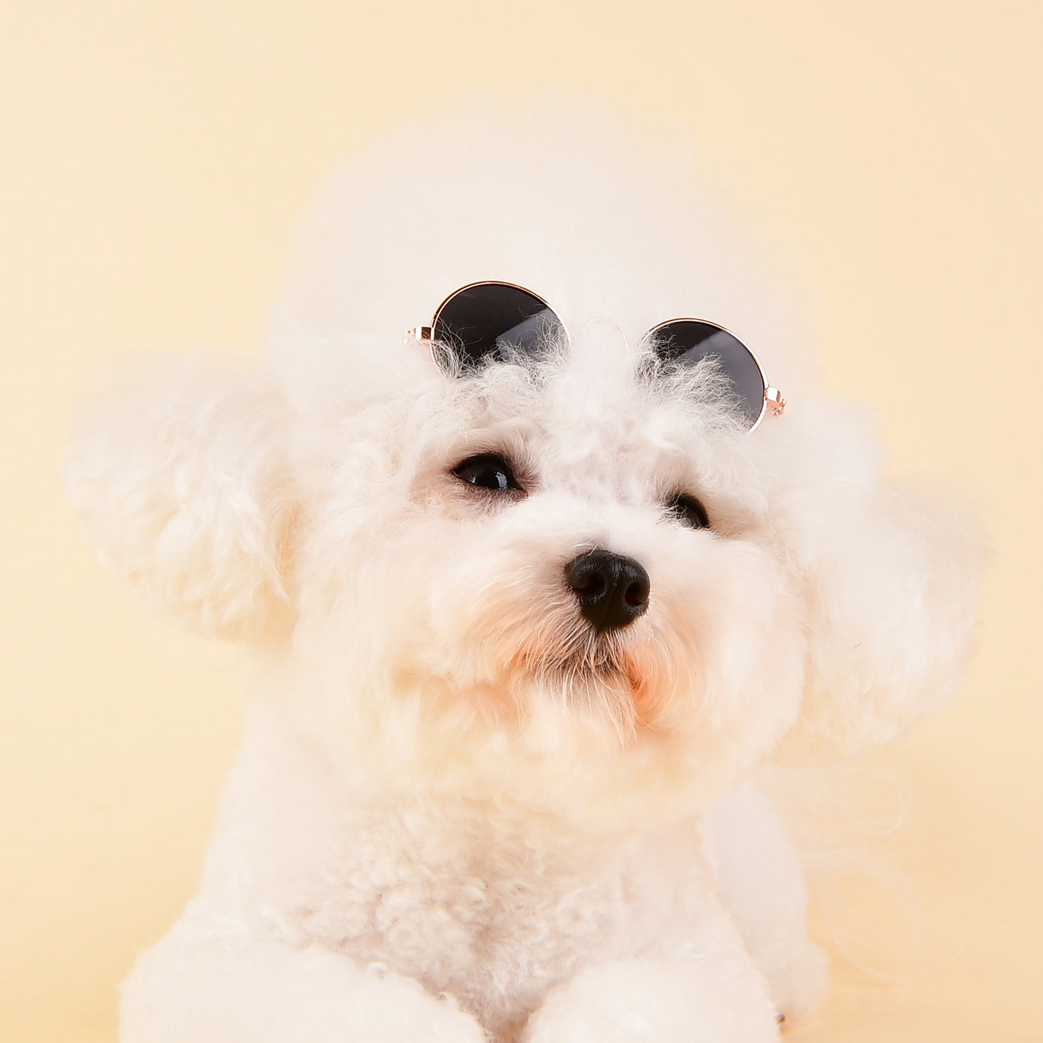 Gafas Redondas Negras para Perro